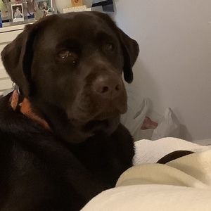 Meet your Posher, Ella